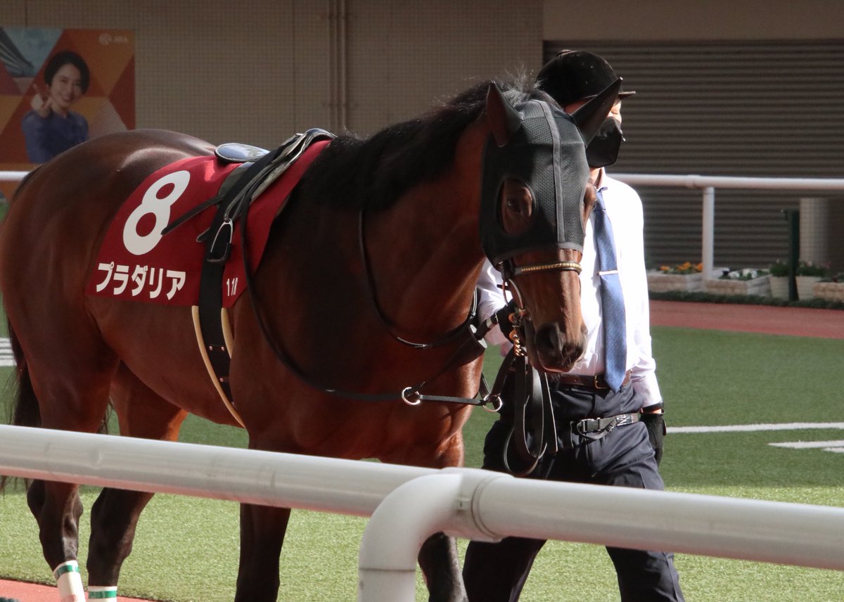 Nemophila_723's tweet image. プラダリア 池添謙一
 #京都記念2023