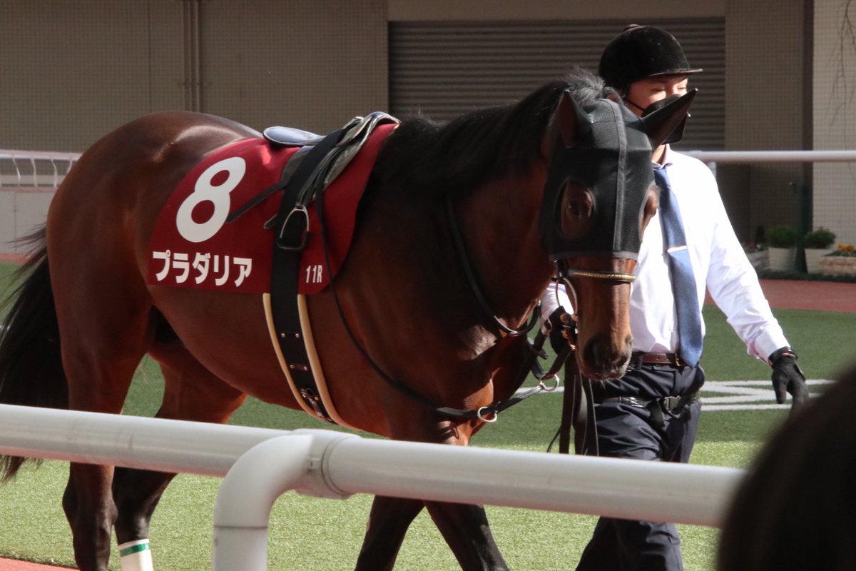 Nemophila_723's tweet image. プラダリア 池添謙一
 #京都記念2023