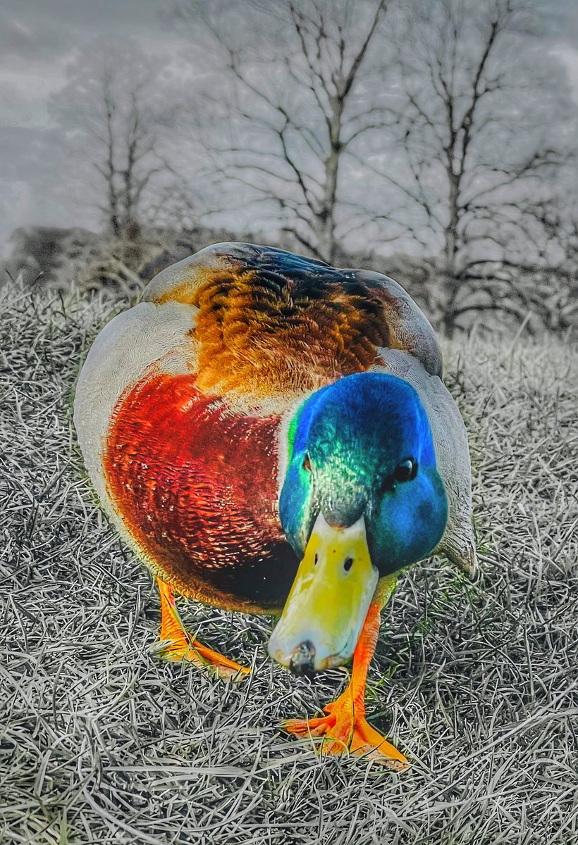 Ay up duck!! 

#duck #language #syntax #linguistics #words #origins #greetings #dialect #english #england #regional #semantics #derbyshire #peakdistrict #phrases #photo #countryside #chatsworth #colourpop #wildlife #art #bbccountryfilemagpotd #bbceastmidlands #photography #nature