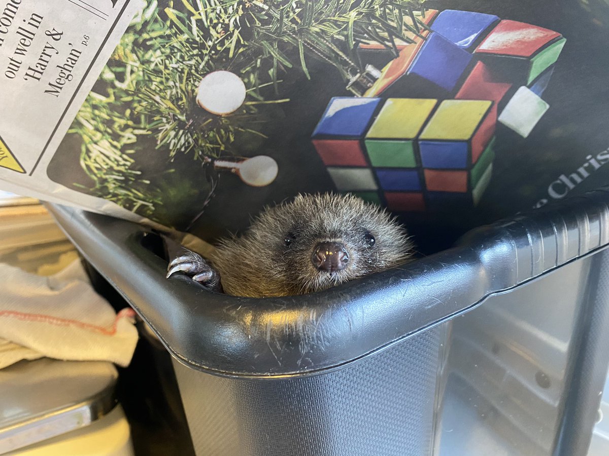 Peek a boo 🦔