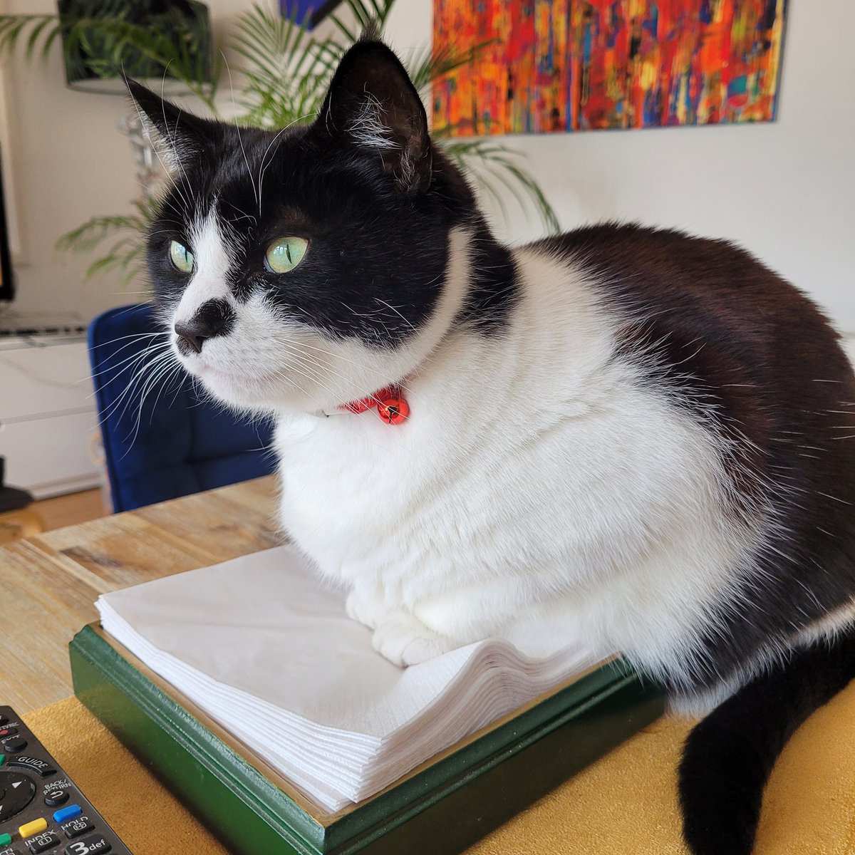 HelloPalendrome's tweet image. Brunch birdwatch #TuxedoCatsofTwitter