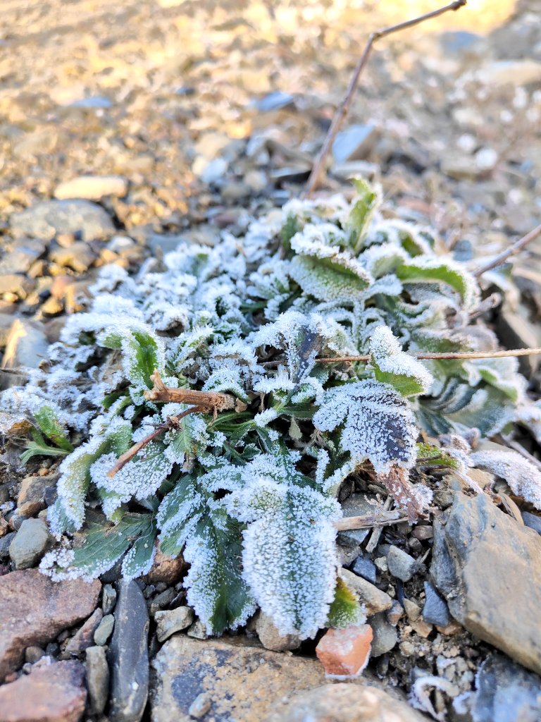 ❄️❄️❄️ Matí de gebre a Riudecols, amb una mínima mesurada a casa de 1'0° C, però el fred escolant-se per la riera fa baixar la temperatura sota zero en zones favorables.

Migdia de gairebé màniga curta (sol Sol, clar... 😁)