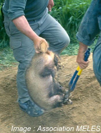 ruben_prz's tweet photo. ESTO ES LA CAZA EN MADRIGUERA 🦡🇫🇷✂️

Revientan sus madrigueras, meten perros para morder y los sacan con tenazas. Esta barbaridad es legal en Francia, también en España.

Y los cazadores dicen que "aman" la Naturaleza. https://t.co/gWkrjVIroT