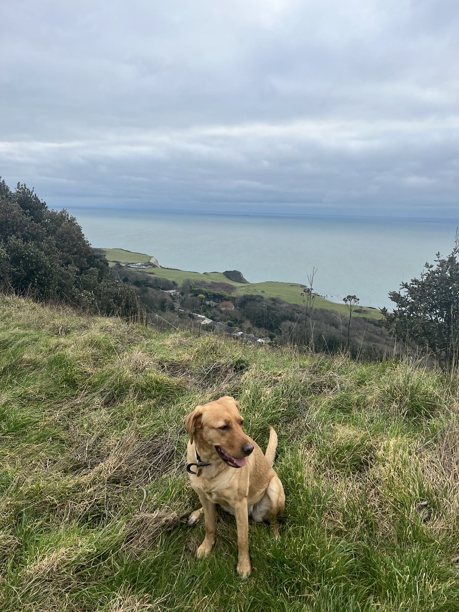 Blockheads_COTI's tweet photo. This Beauty needs to be in the #COTIretriever club. I just need to convince her owner @matthlang to invest!
#LongWalkSundays #Time2Reflect
@COTInetwork
$COTI $SHEN $ADA https://t.co/7poX9Nu6tj