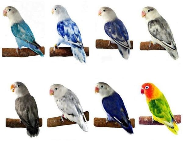 El inseparable de Fischer es un lorito muy común en los hogares. Existen decenas de mutaciones producto de la cría. No se importan de África desde 1992. Pueden vivir hasta 20 años.Estarán prohibidos con el listado positivo (son CITES). Gracias <a href="/PSOE/">PSOE</a>  <a href="/PODEMOS/">Podemos</a>.

<a href="/ppopular/">Partido Popular</a> <a href="/vox_es/">VOX 🇪🇸</a>