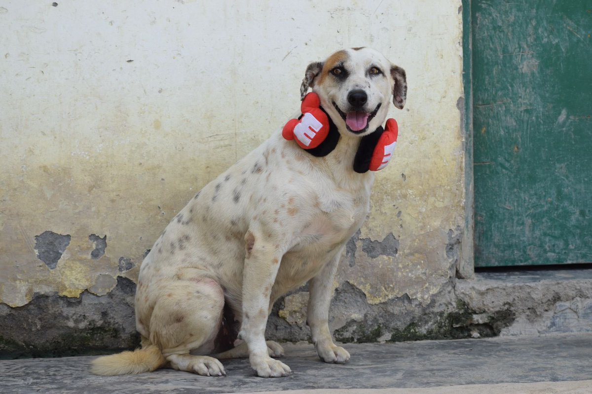 kawfoundation's tweet photo. Meet one our sweetest ‘hearing impaired’ girls, Angel, waiting to find a forever home!

Angel is a 6-6.5-year-old indie girl &amp; was brought to KAW because she is deaf. She is vaccinated &amp; sterilised.

To #Adopt :
Whatsapp: 9560470202
https://t.co/8J4ZQJpHdv
https://t.co/erXWDXEP42 https://t.co/WCgqqVXYSZ