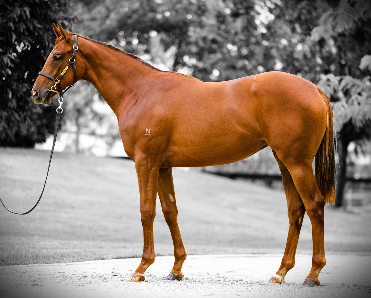 ProvenTbreds's tweet photo. Two robust fillies acquired on day 1 of the Inglis Classic Sale.

Check them out on our available horses page ➡️https://t.co/Dq19oqCQ0k 
#inglisclassic #capitalist #dubious https://t.co/rlZpKwfm6Y