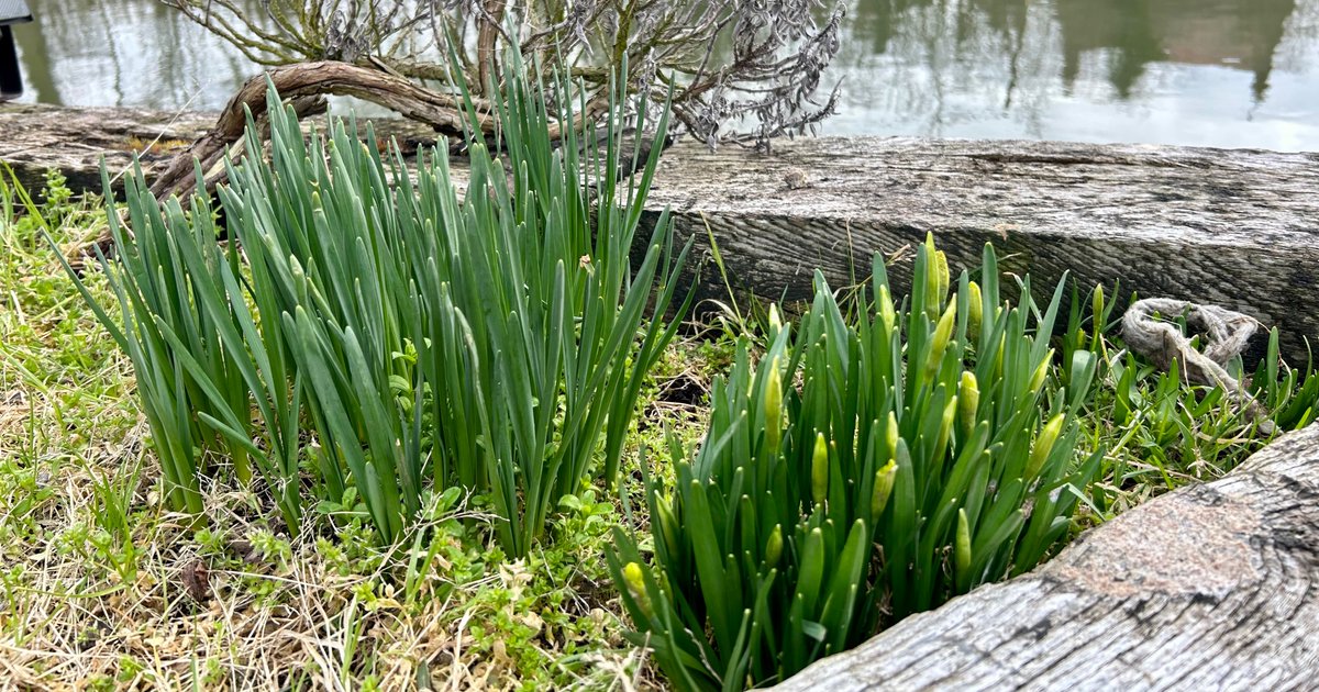 whiltonmarina's tweet photo. Spring has sprung over the marina this morning ๐
#canalboat #narrowboat #canal #waterways #marina #boat #springisaroundthecorner https://t.co/yYl68Nz5xe