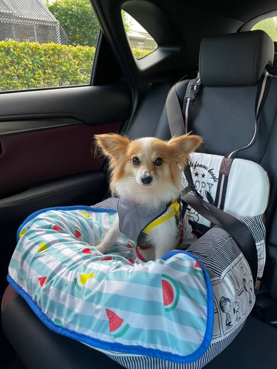 Frich_official's tweet photo. わんこは特等席!
車のなかでも快適に🐶
引き取ったばかりのころは外が怖かったのに、
最近は楽しくおでかけできるね✨
#frich #犬好き #ペットカート共済 #犬好きさんと繋がりたい #犬のいる暮らし #ペットカート
#車 #ペット #お出かけ
#企業公式つぶやき部 https://t.co/hC1nrtwiGN