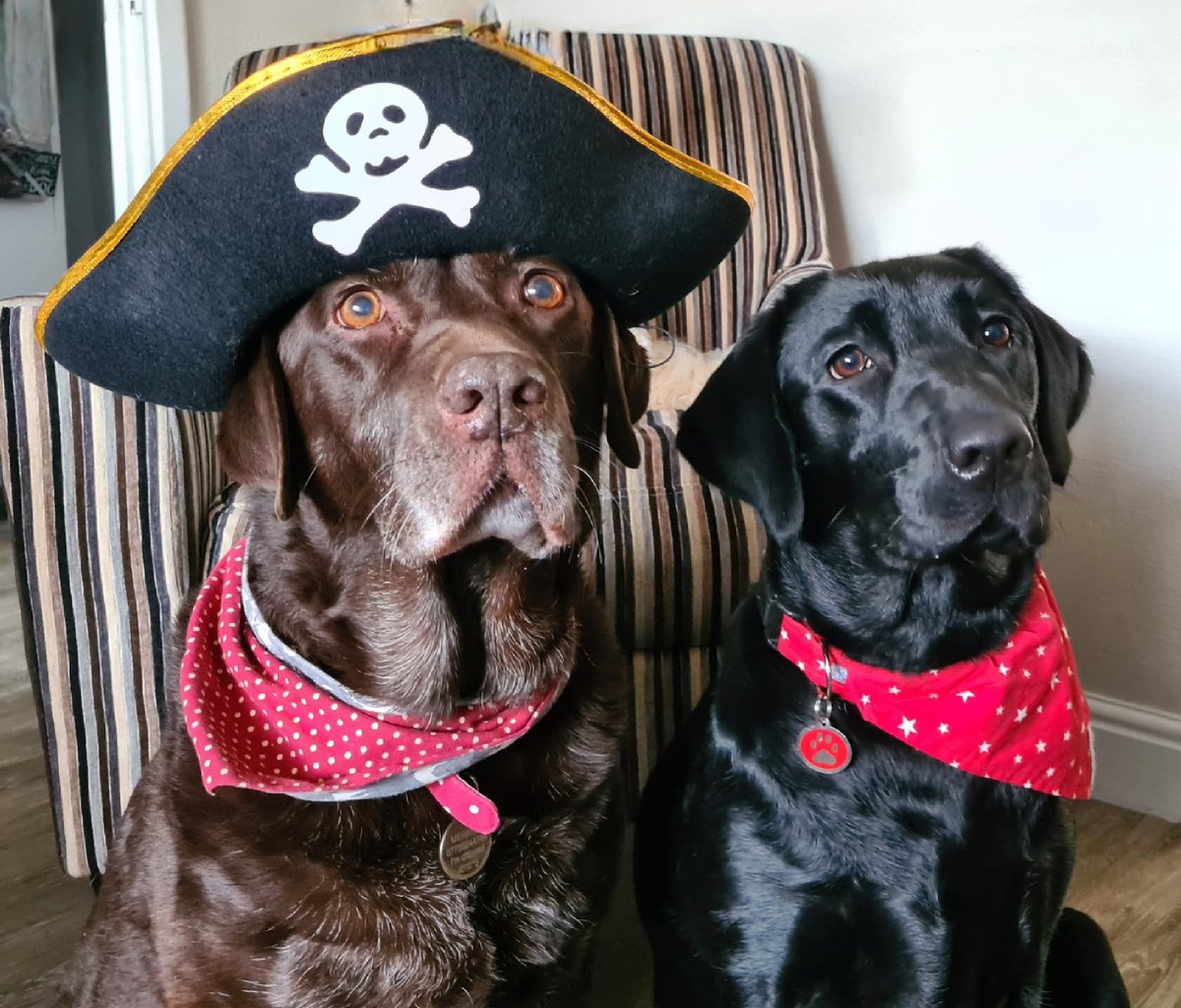 Hi folks Piran here. Mum is anxiously awaiting an update on my lovely fursister Merryn. I'm  really hoping she's  going to be ok 'cos we like playing pirates together. 
Please keep your paws crossed for her pals.