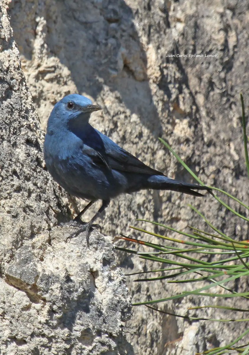 Merlo azul por JC Epifanio.
Monticola solitarius.