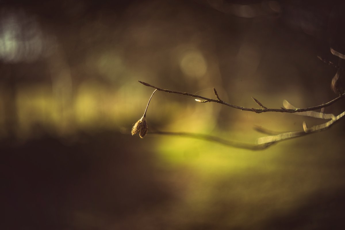 GlavindStrachan's tweet photo. Who needs autofocus No.3 #BeechNut on the track to #Dartmoor above #Sticklepath the other morning 🥰 #DevonPhotographer #VintageLens https://t.co/e8TMrq8vuw