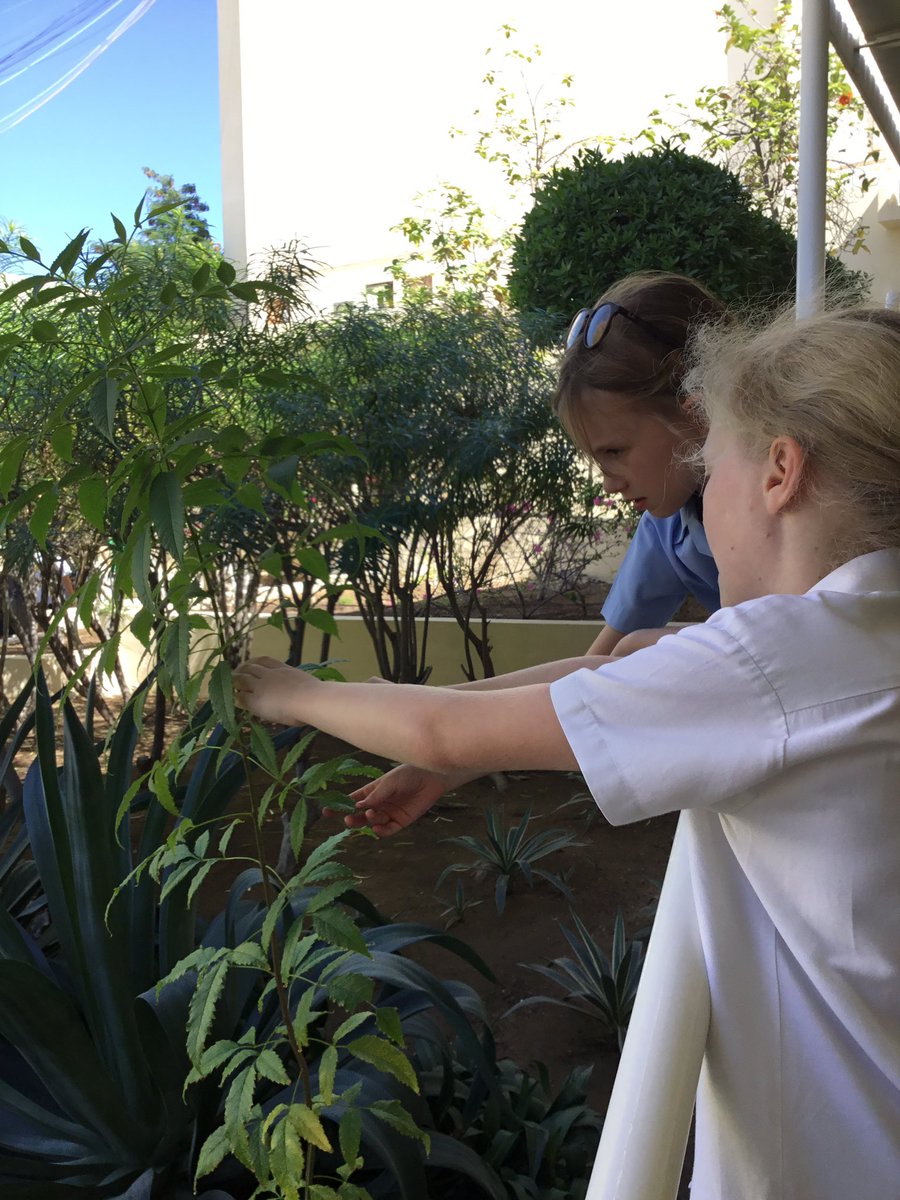 BSMuscatY6's tweet image. We looked at some common British and Omani trees in our science lesson today. We used our analysing skills to identify some trees within the school 🍁🍀

#analysing #HPLedu #BSMuscat