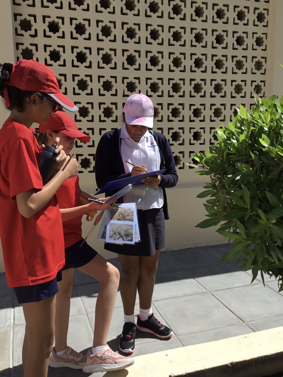 BSMuscatY6's tweet image. We looked at some common British and Omani trees in our science lesson today. We used our analysing skills to identify some trees within the school 🍁🍀

#analysing #HPLedu #BSMuscat