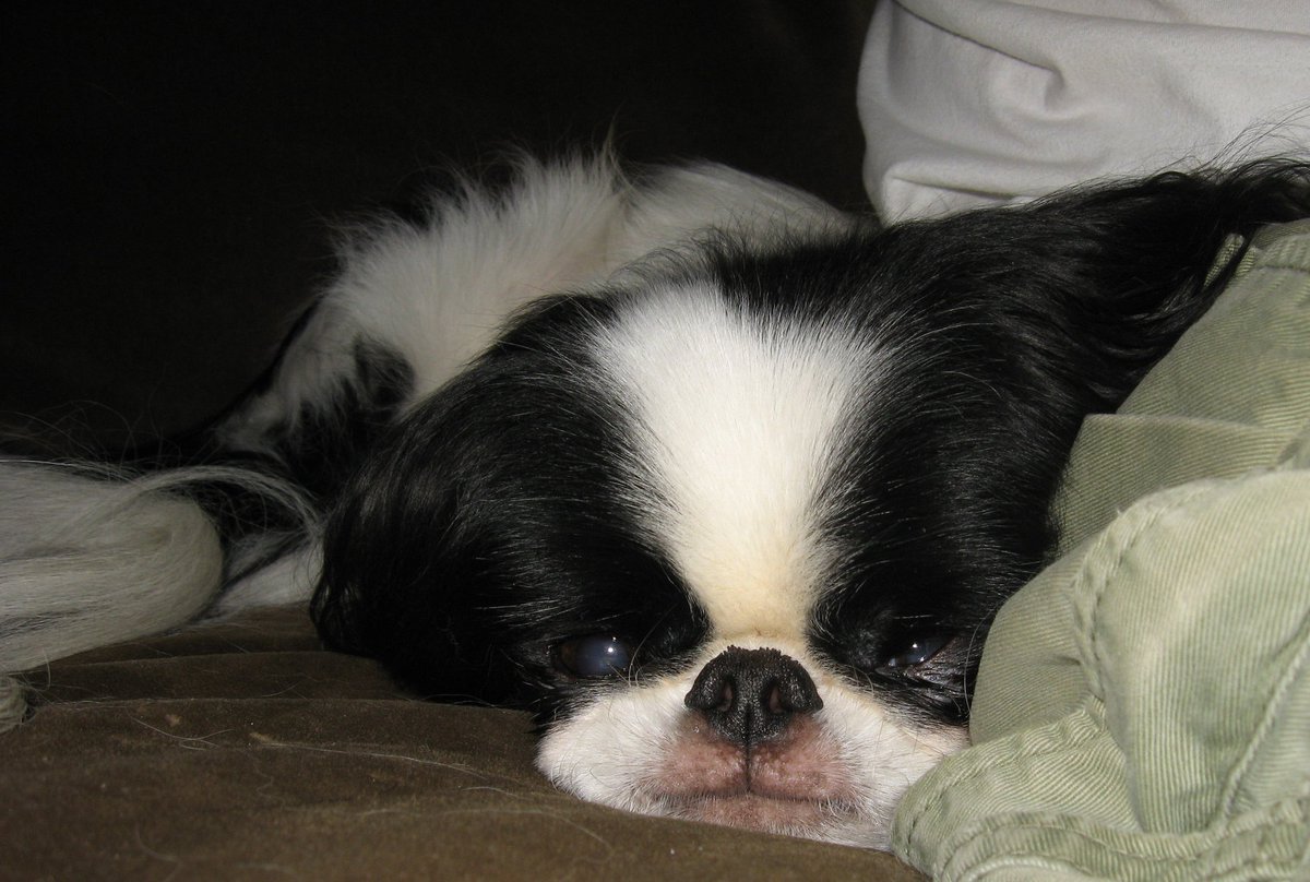 Your choice: more of me, parking lot finds, or my kids

#JapaneseChin #ParkingLotFinds #PhotosOfMe