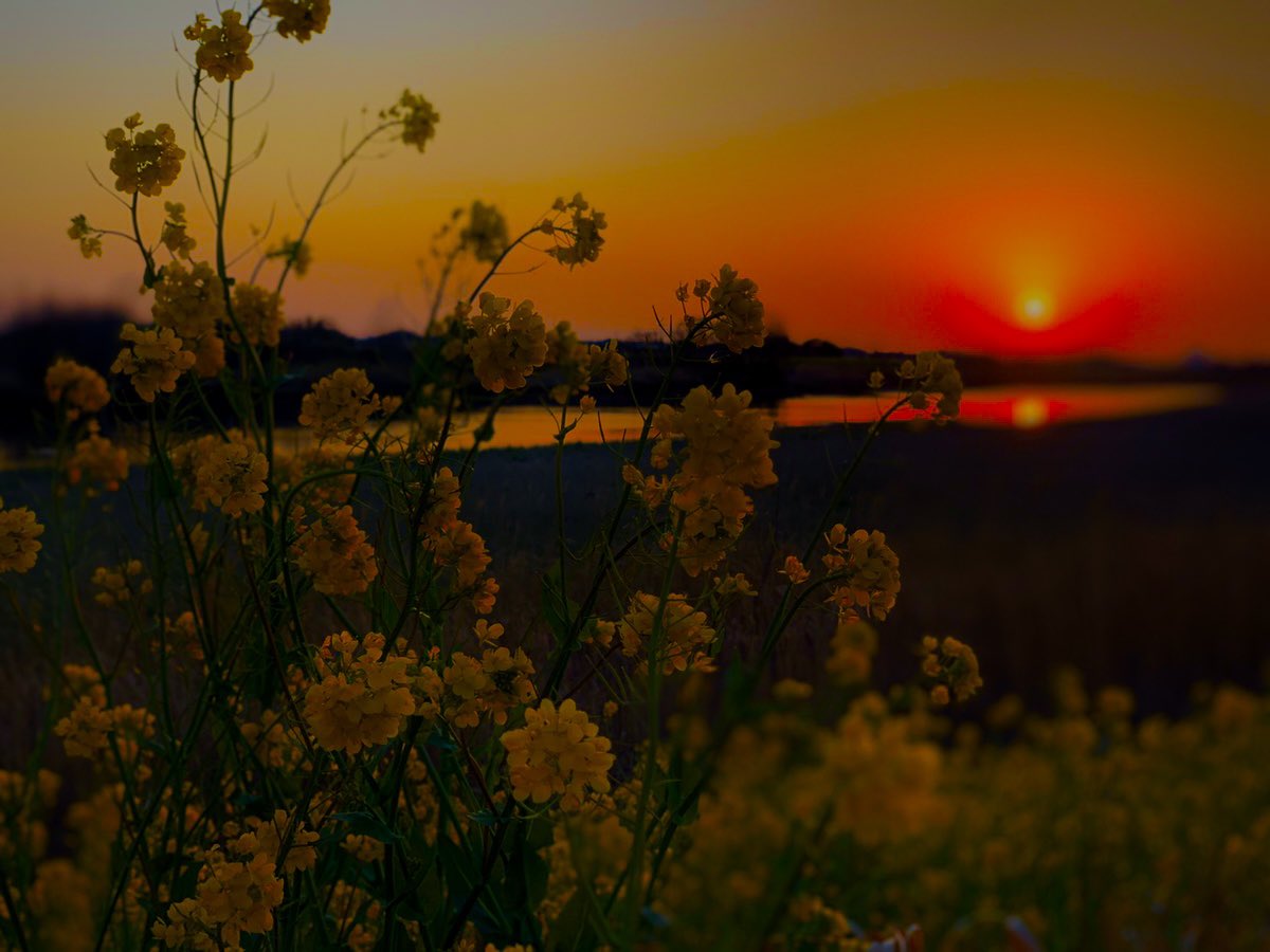 闇捕人（やみとりびと） tweet media