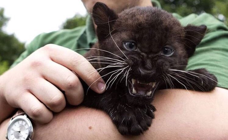 DRIP (@dript3r) on Twitter photo 