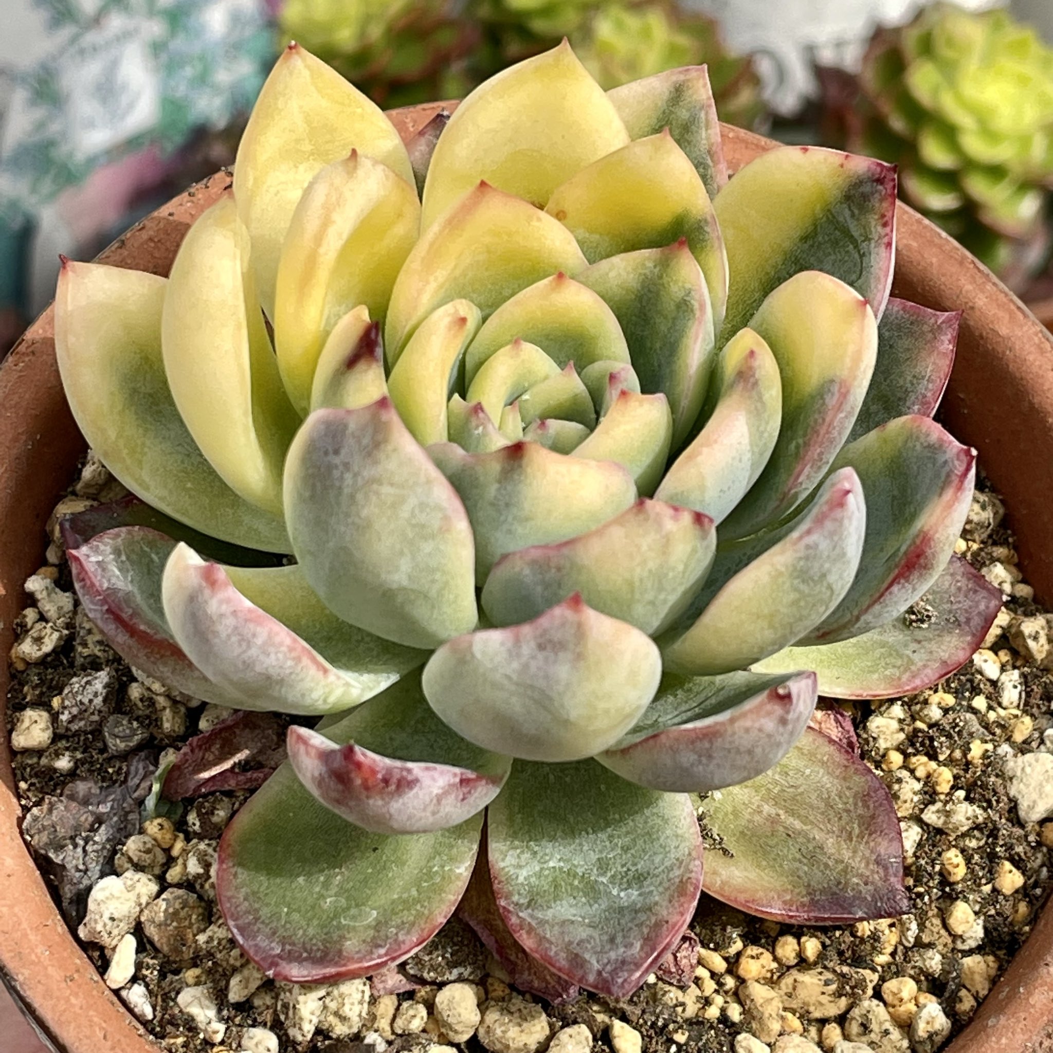 専用　多肉植物　❁︎オルペット錦　抜き苗 専用 多肉植物 ❁︎オルペット錦 抜き苗 お取り置き専用 多肉植物