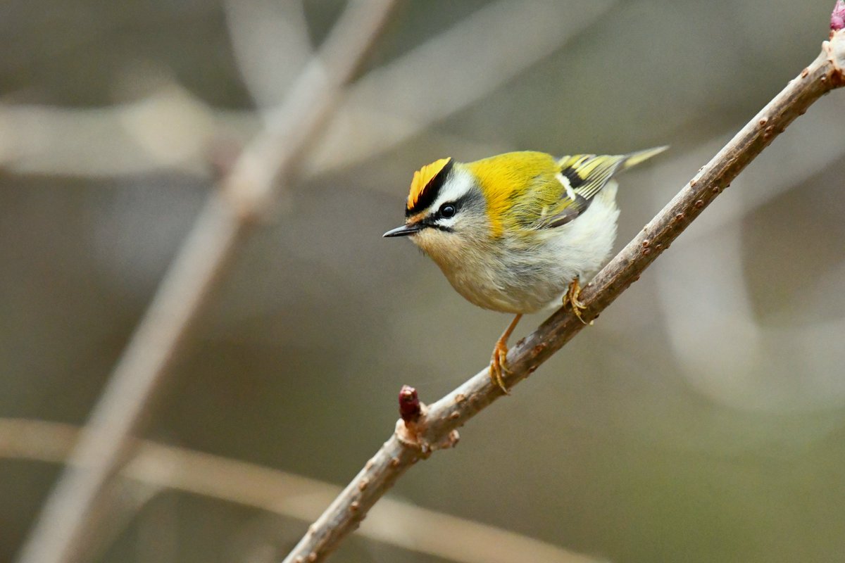 One of two Firecrests at Shutterton Brook, Dawlish this morning.