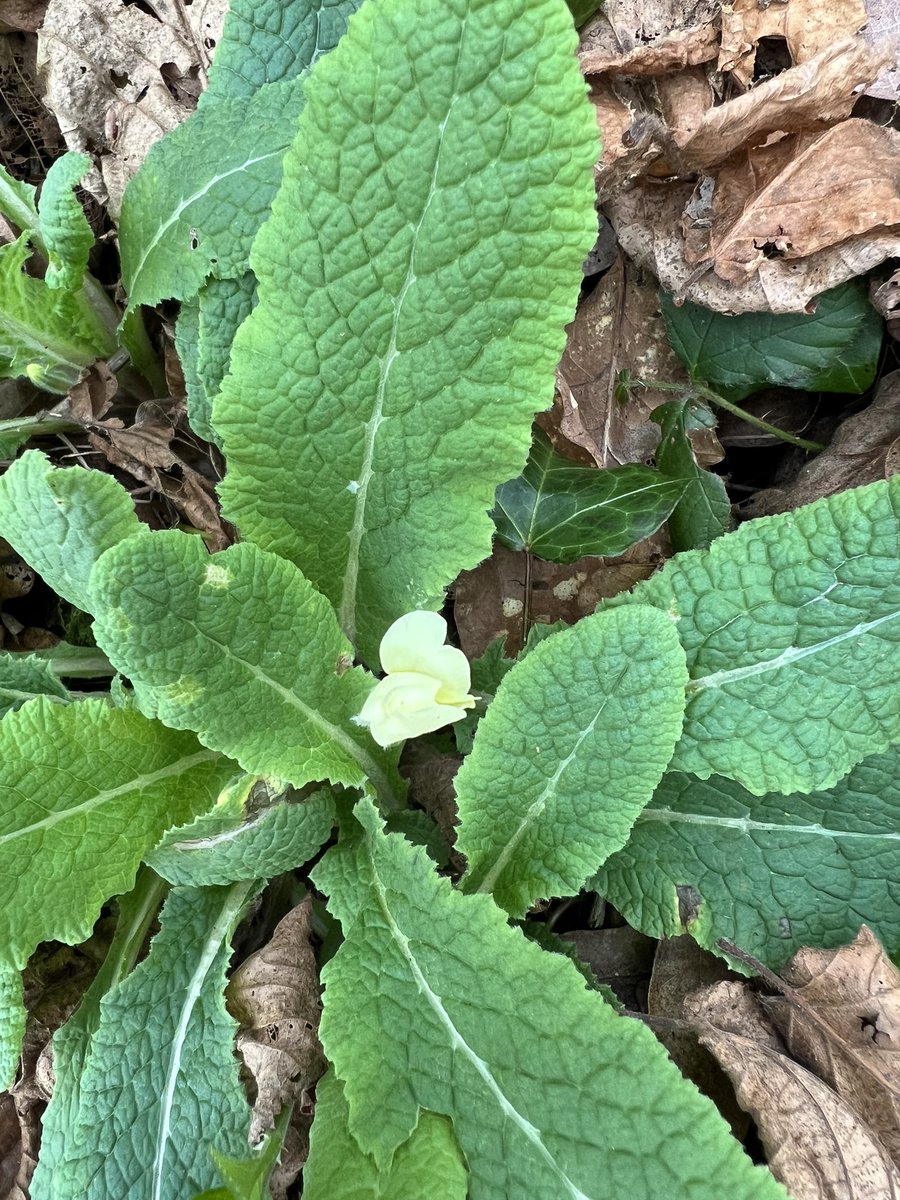 Rosyhardy62's tweet photo. First primrose’s (Prímula vulgaris) starting along the Harrow Way #spring #NaturePhotography #primrosecounty #HAMPSHIRE https://t.co/4Yz5CuSC0U