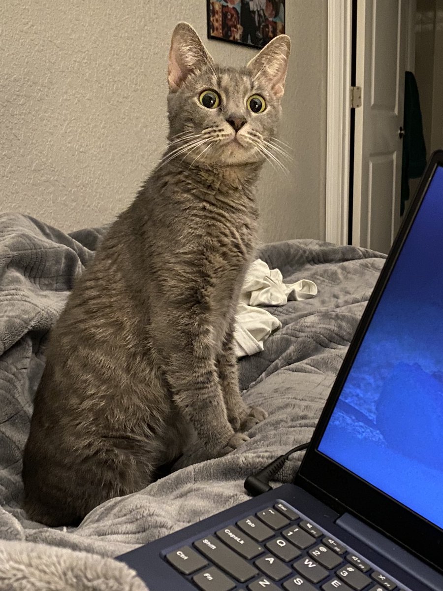 ShiningEspeon3's tweet photo. It’s been a while since our last #GreyCatMoment #BottomText https://t.co/0hdGMIZguX