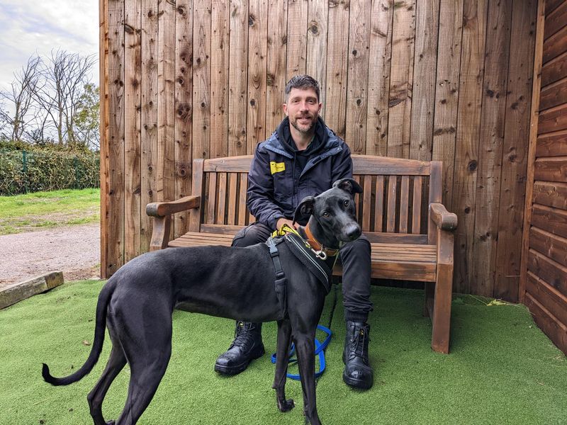 AdoptionsUk's tweet photo. Please retweet to help Lacey find a home #LOUGHBOROUGH #UK 
Please give her an extra retweet as black dogs are often over looked and don't usually get as many shares.
#dogs https://t.co/BV4T9rmFPY