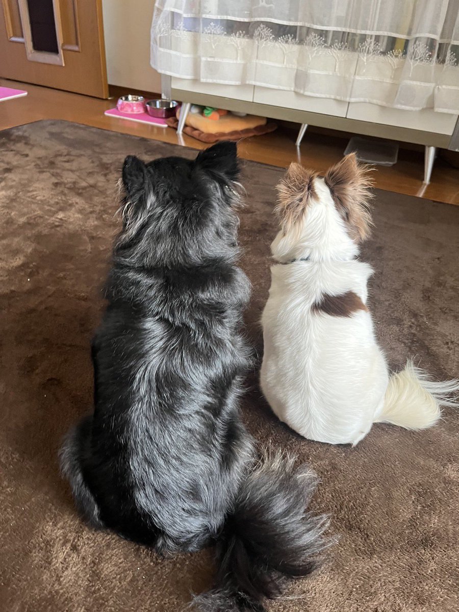 yocchiok's tweet photo. 後姿…
大と小…😅

#チワワ 
#犬のいる暮らし 
#多頭飼い 
#犬好きな人と繋がりたい https://t.co/8TLb9uY4JV