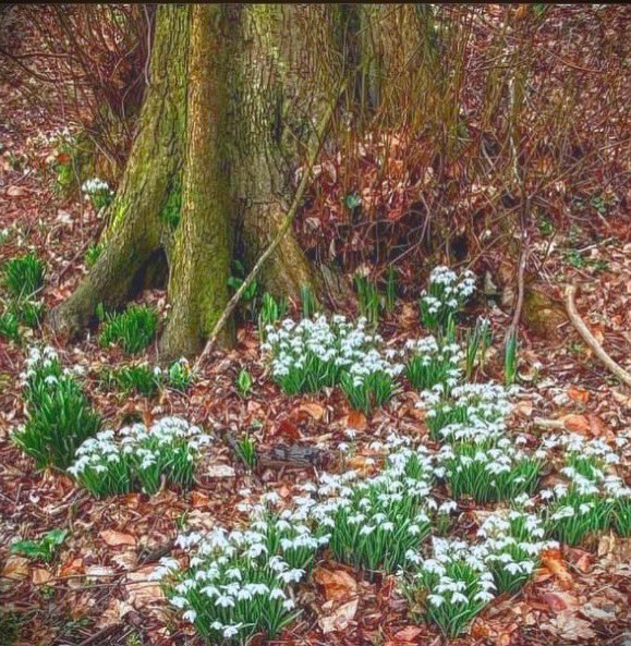 New Hope 🤍

#Woodland #woodlandwalk #Snowdrop #snowdropflowers #snowdropseason #White #Flower #flower__captures #Hope #Spring #Springtime #Nature #raw_flowers #raw_nature