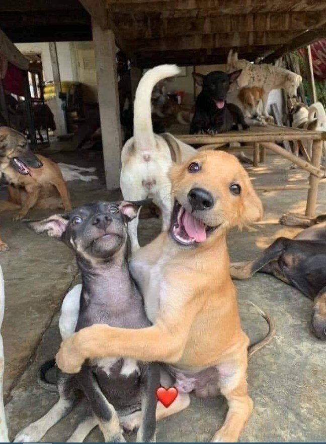 DogLovers03's tweet photo. Best selfie of the day 🙌💗🐶❤ https://t.co/PQkvlKoEi9