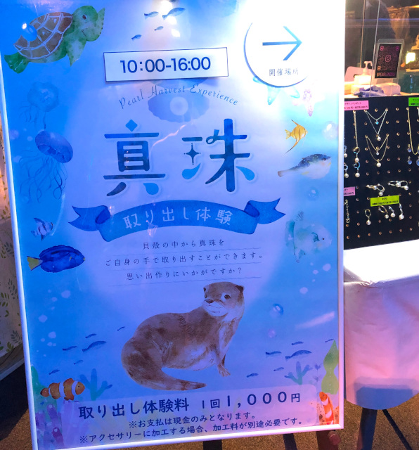 アコヤガイの中の真珠を見つけ、取り出す体験ができます🦪 別途加工料