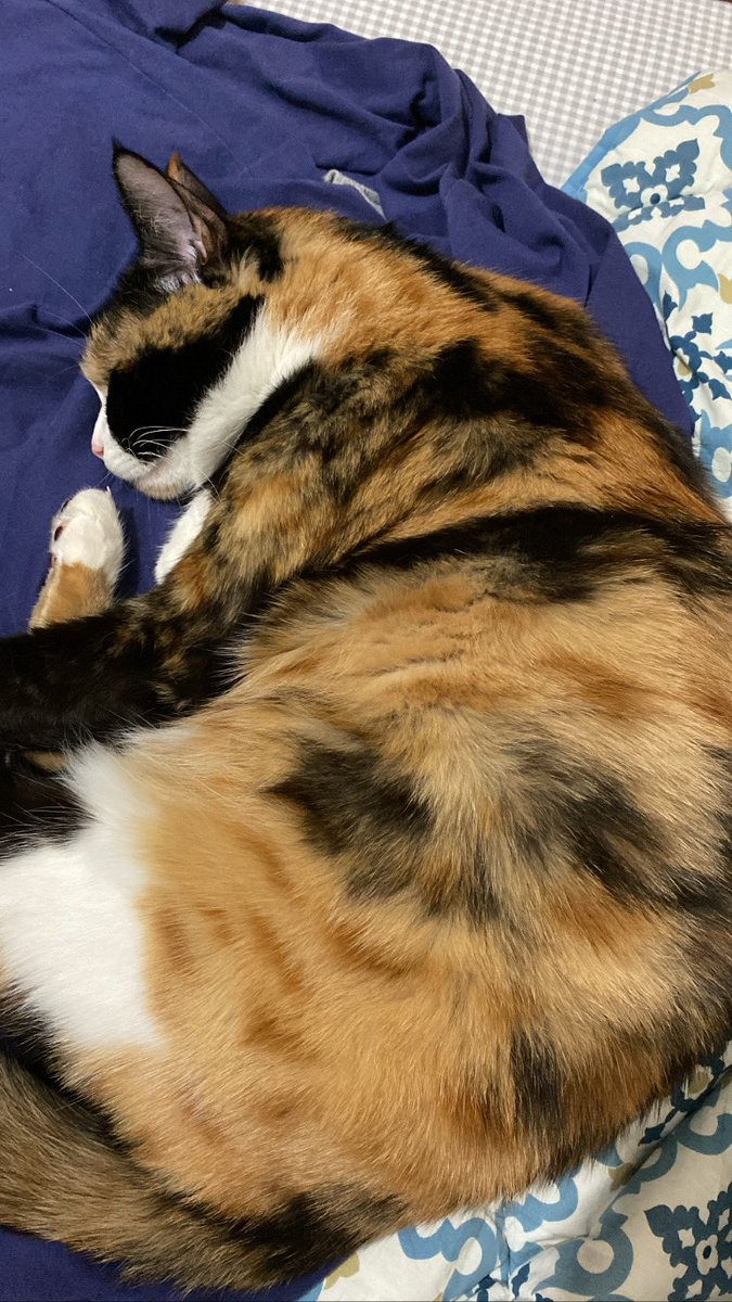 Kedim CEKU kayıp! #Kahramanmaras ONIKISUBAT HAYRULLAH MAH SANDALZADE BULV SABIR APT buradaydi kacmis olabilir canli goren ulassin nolur.Ailemi kaybettim kedime yardım edemiyorum.Iletisim:05050467278 çip:no991001005188366 @HAYBAPFERDINAND <a href="/YasamdanYanaDer/">Yaşamdan Yana Derneği</a> <a href="/masum_gozler/">Masum Gözler</a> <a href="/TvdOrgTr/">Vegan Derneği Türkiye</a>