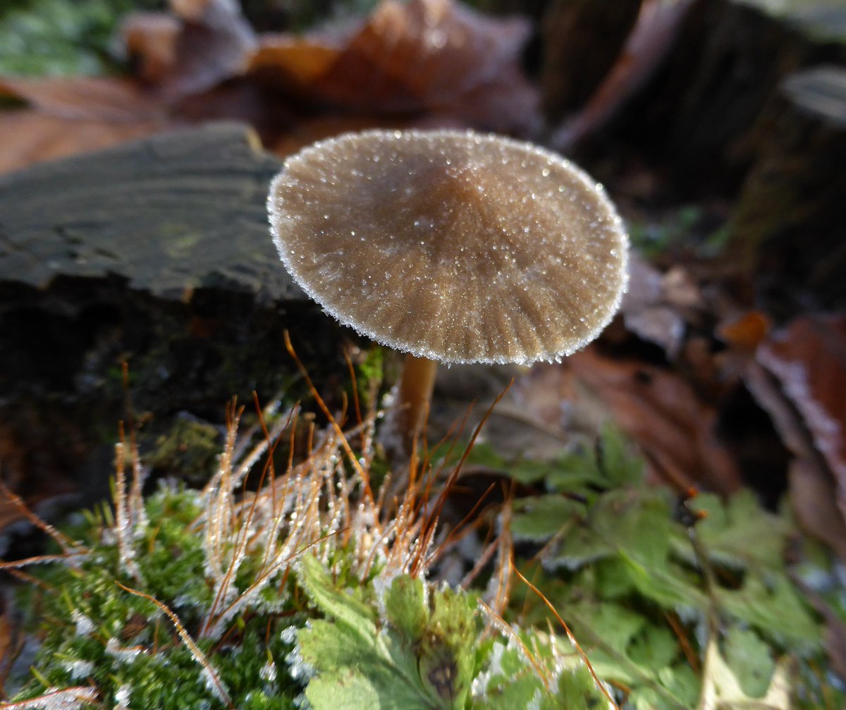 Duinbehoud's tweet photo. Als de kou ineens invalt krijg je paddenstoelen met een ijzig hoedje.
๐ท Hanneke Mesters
#paddenstoelen #herfst #winter #duinbehoud #koesterdekust https://t.co/7Pi6IMk6OL