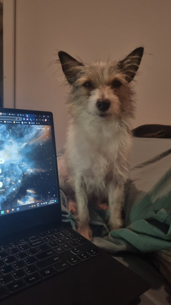 silvercloudxo's tweet photo. Sorry for lack of stream today guys. Here's a picture of buddy as tribute https://t.co/bYlbHpcGCm