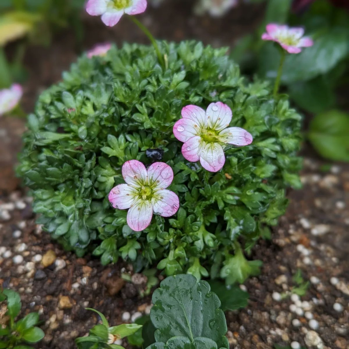 sanpoen's tweet photo. 花壇の花
雲間草　クモマグサ（西洋雲間草）
ユキノシタ科　ユキノシタ属

高山の岩場などに自生しているヨーロッパ原産の多年草。

日本の高山で自生するクモマグサとは別種。

こんもりとした株から花茎を伸ばしてピンクや白、赤色の小さな花を次々と咲かせる可愛らしいお花です。 https://t.co/lqbF4ZNNGU