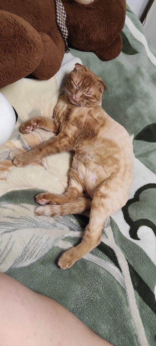 Elena_beste's tweet photo. Свежевыбрит киска) 
P.S.скотина укусила меня и подрала, пока я делала эту красоту))) https://t.co/WydjaKmj7e