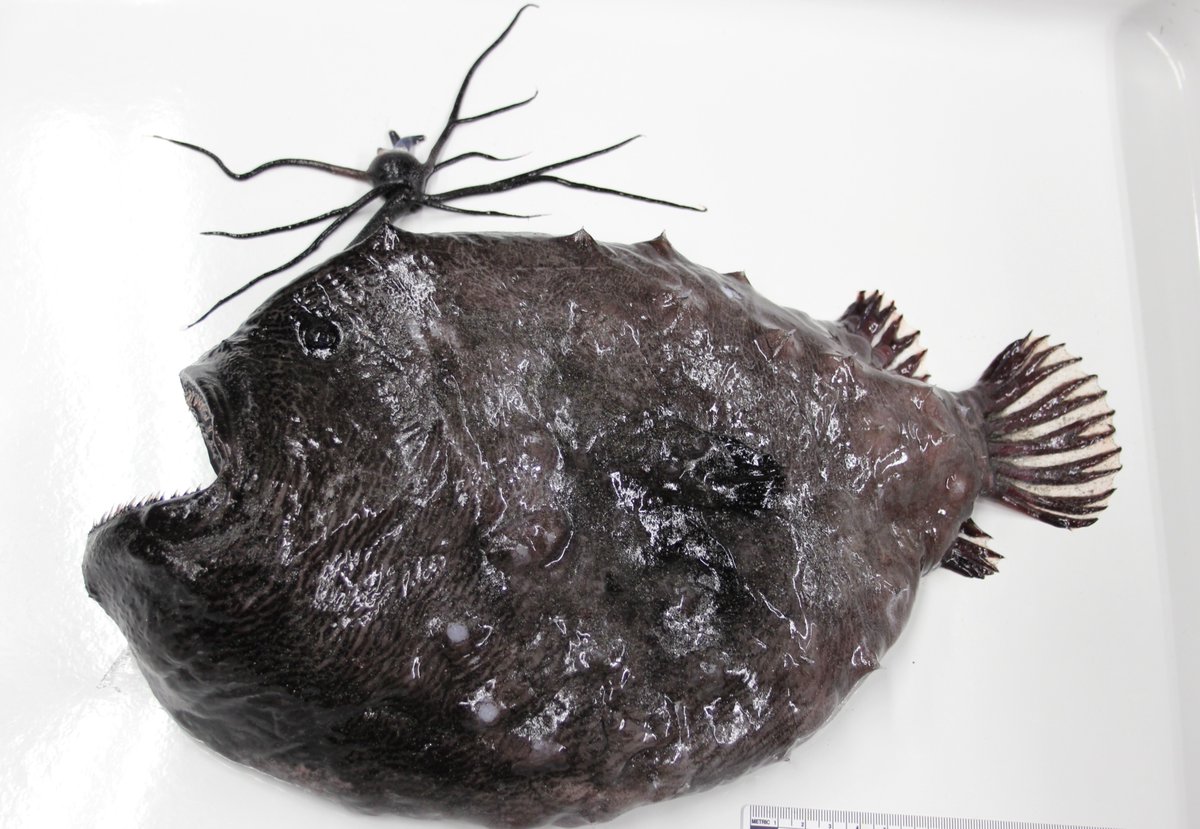 Scripps_Ocean's tweet photo. Happy #SuperBowl Sunday! 🏈 Remember when a rare Pacific #footballfish washed ashore in Encinitas in Dec. 2021? Only 31 known specimens of this deep-sea species have been collected worldwide! This one is part of the Scripps Marine Vertebrate Collection. 🐟 https://t.co/kKSYLX0Dsx https://t.co/SxB7Tg82vH