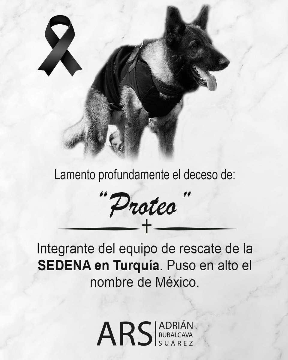 Una tristeza la noticia de la pérdida de #Proteo en el cumplimiento de su deber. La labor y servicio de este héroe canino a nuestro país nunca será olvidado. ¡Vuela alto Proteo! 🫡🐾🇲🇽