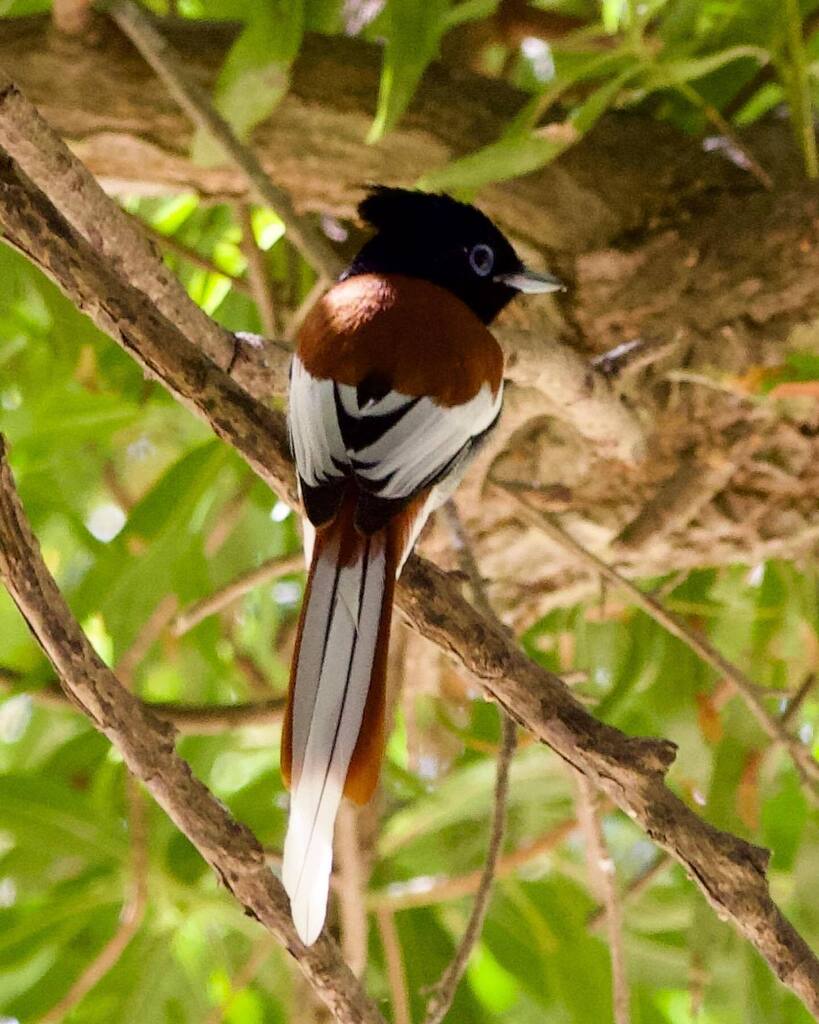 Dag 10 Oman

De laatste dag vliegt om. We starten vroeg en zijn om 6 uur bij een plek waar we een derde poging doen de goudvleugelvink te zien. Ook vandaag komt het beest niet op dagen. We zijn er voldoende andere beestjes om naar te kijken. We keren ter… instagr.am/p/CokS_y0txAN/