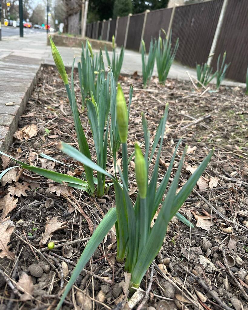 Timothy_Hughes's tweet photo. Daffodils #daffodils #isitspringyet #teddington #hamptonwick #daffodil #spring #isitspring https://t.co/X2x3DeooMf https://t.co/X7vlQRX6cv