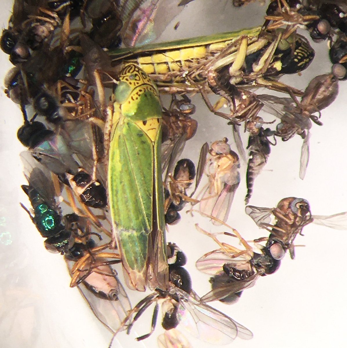 stepheboucher's tweet photo. While sorting some Costa Rican insect samples: I have noticed a funny (but unhappy) face on this leafhopper's scutellum! 🫥 😆 #insects #entomologia #entomology #CostaRica https://t.co/t1vvRubGCU