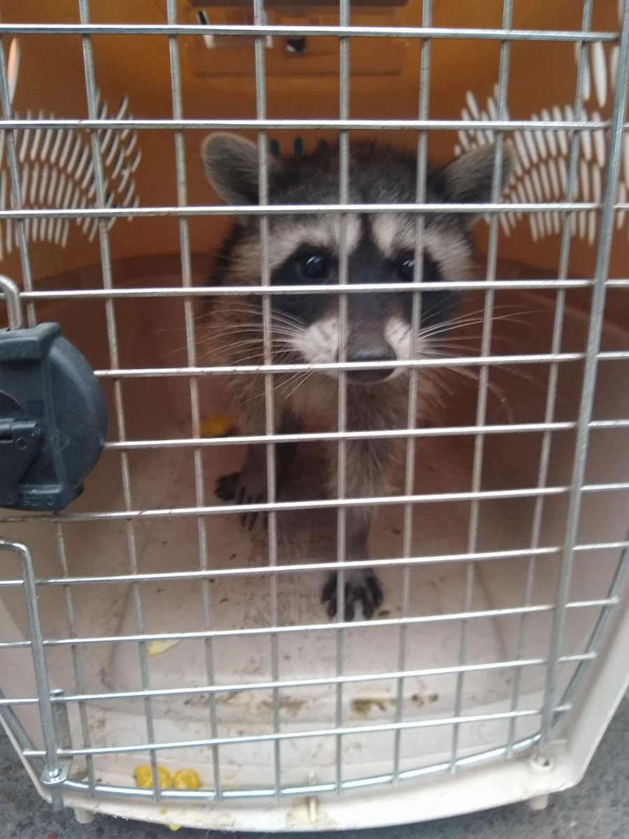 LetyVarela's tweet photo. Una vecina de #Tlalpan entregó a un mapache que encontró en su casa; la especie juvenil está ya en Brigada de Vigilancia Animal @SSC_CDMX https://t.co/qiXbH7fHjP