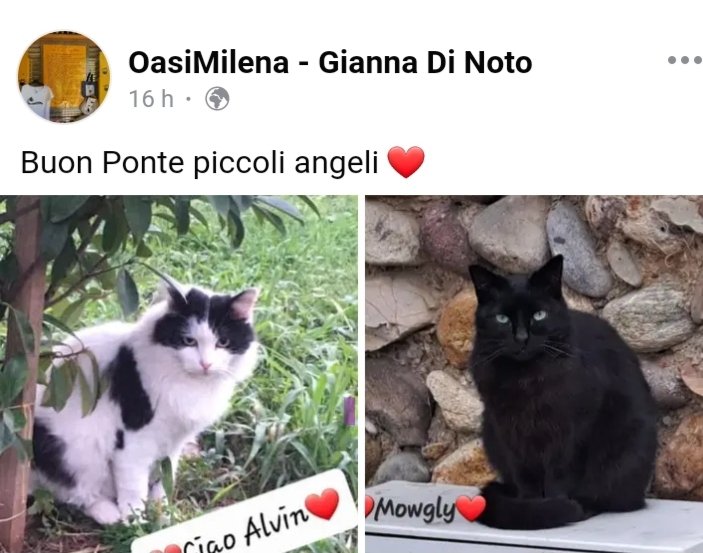 Arabella2071's tweet photo. Ciao a tutti voi followers e NO .Col cuore in mano ,vi chiedo di aiutare la colonia felina Oasi Milena di #Boltiere #Bergamo.Da una settimana, un virus ,sta decimando i nostri amici gatti Alcuni hanno varcato il ponte ,aiutiamo gli altri.Grazie 🙏
Codice IBAN qui sotto https://t.co/UlHOqbilh8