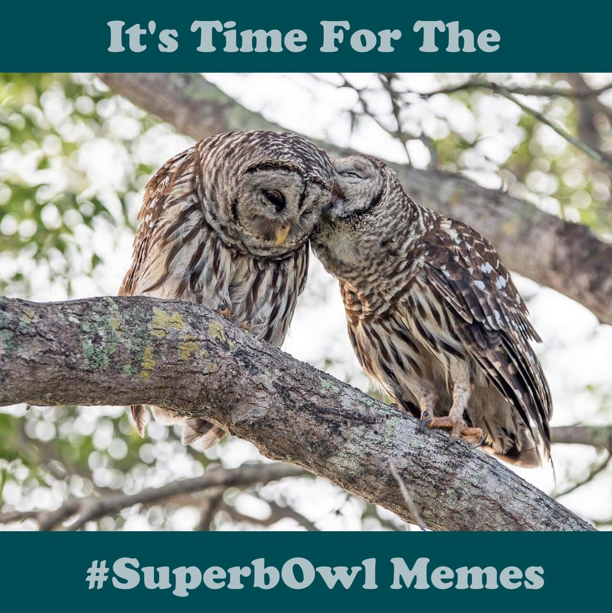 ThatBlairGuy's tweet photo. I haven't noticed any #SuperbOwl memes in my feed, so I'll just have to fix that. https://t.co/dxgWr7gFDt