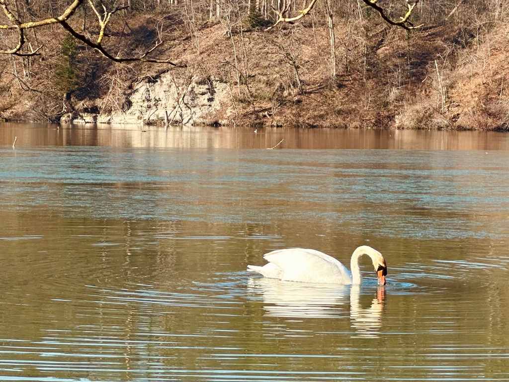 ChristianSchlat's tweet photo. Schwäne sind immer Foto wert 😊
⁠
#Rhein #Umgebungerkunden #biketour https://t.co/jVzvPsfpBc