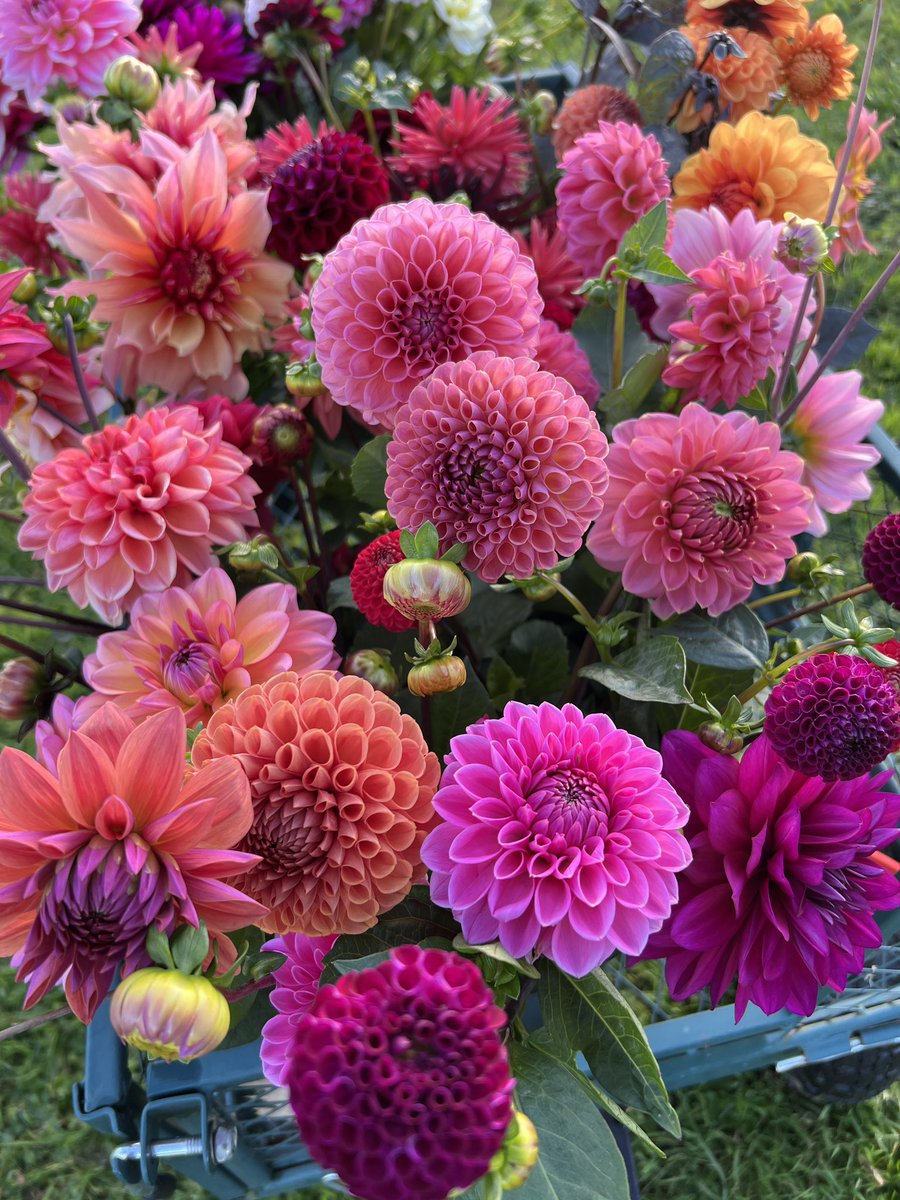 DorsetDahlias's tweet photo. Good afternoon from Dorset Dahlias. #dahlias #flowers #dahlialove #gardening #dahlia #garden https://t.co/qfbTlMAtY9