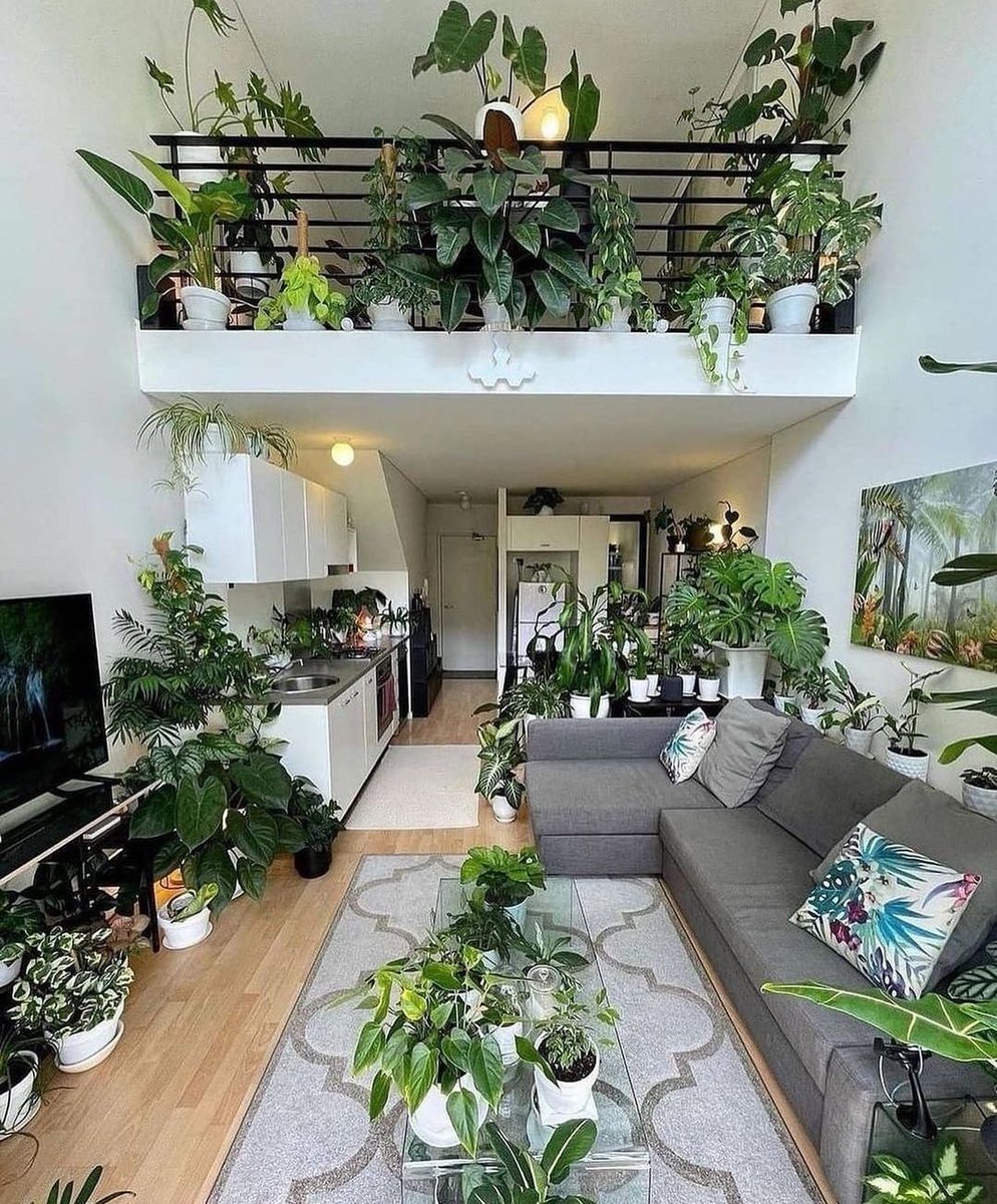 Houseplant Hobbyist tweet media