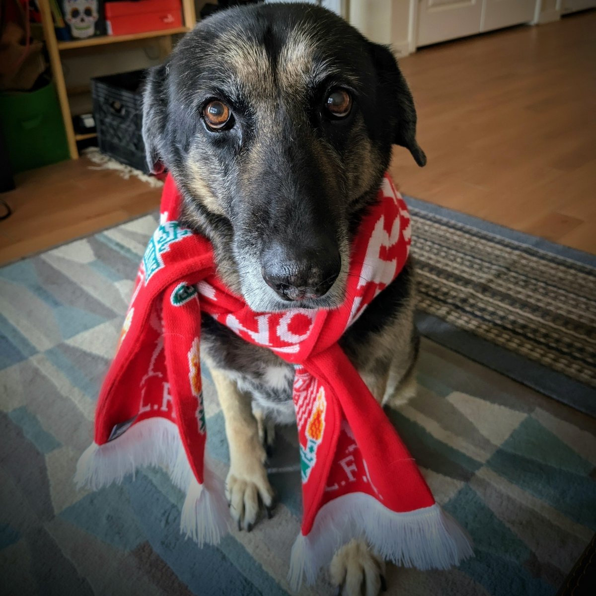 SammyDPhoto's tweet photo. Sweet Pea getting ready for the Merseyside Derby! Go Reds!#MyPLMorning #LFC https://t.co/oG1806Nzt4