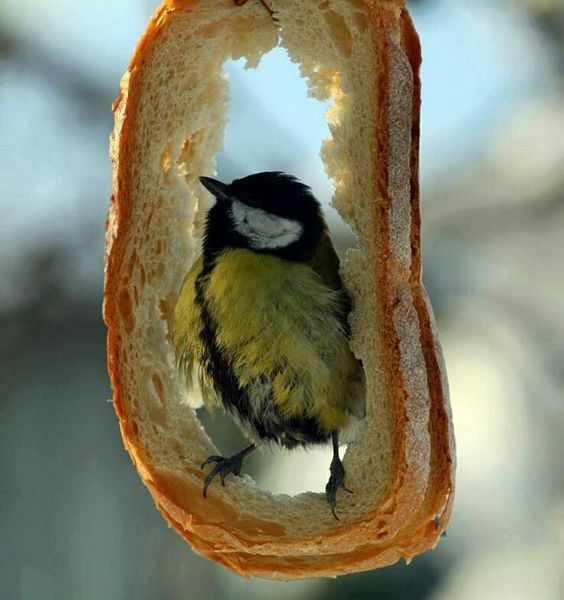 ruben_corella's tweet photo. #bird #birdy #aves #littlebirds #wonder #beead #pajarito #pajaro #ave #pan #panes #eating #columpio #foodie #beauty #photo #narure #swing #singing #twitterbirds #felizsemana #newday https://t.co/aGrkPPpSav