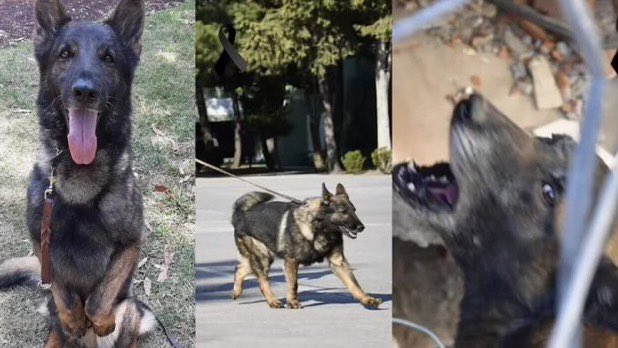 Meksika'dan Türkiye'ye getirilen deprem enkaz arama kurtarma köpeği Proteo, hayatını kaybetti. Bu köpeğin dışkısı, depremden altı gün sonra 20 bin liralık montuyla alana gelip “üşüyoruz” diyen depremzedelerle dalga geçen Tuğrul Selmanoğlu’ndan daha değerlidir.