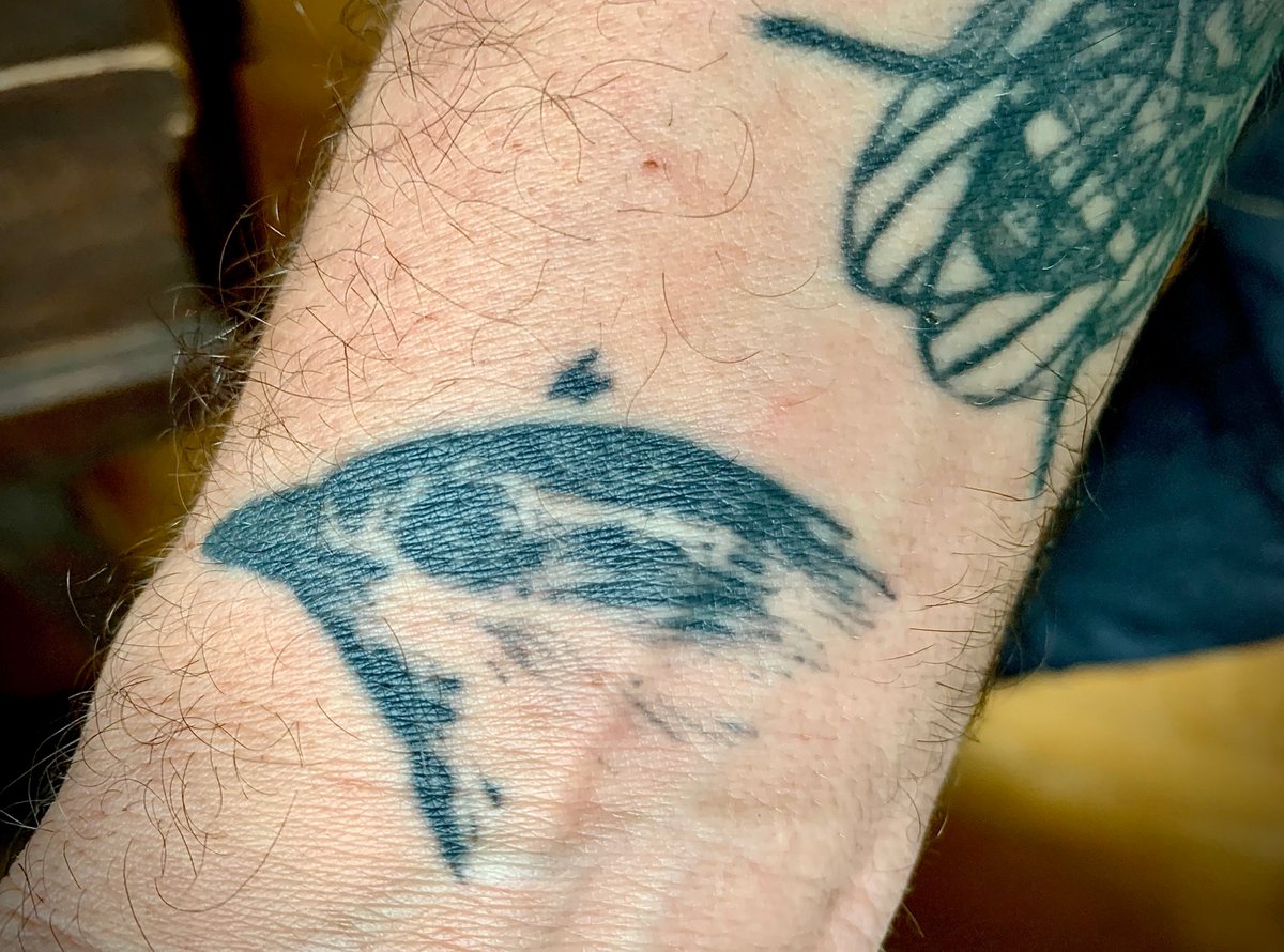 CaulfieldTim's tweet image. International #DarwinDay! 

My Finch #4 needs a bit of work.  

#GoScience #HistoryOfScience